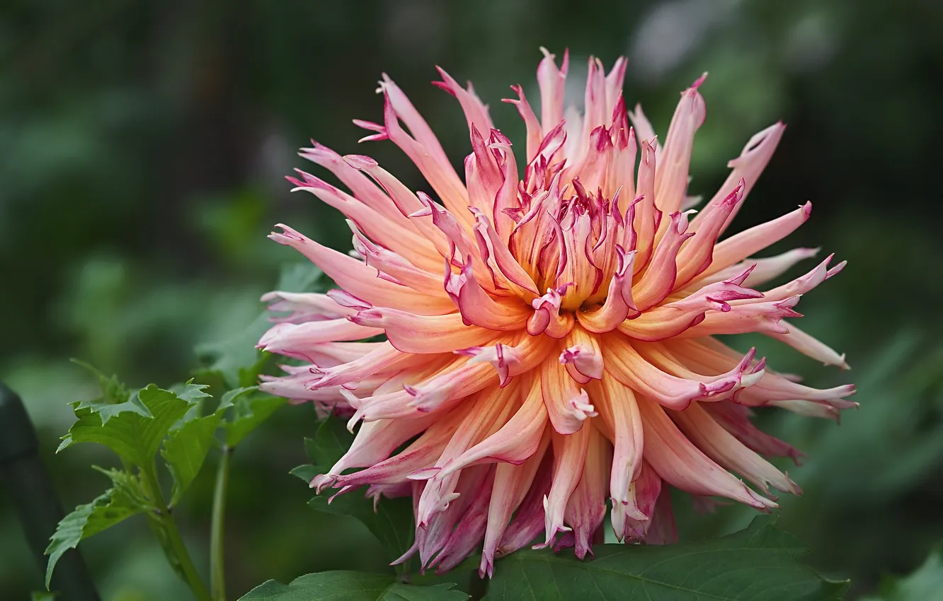 Photo wallpaper flowers, background, petals, dahlias