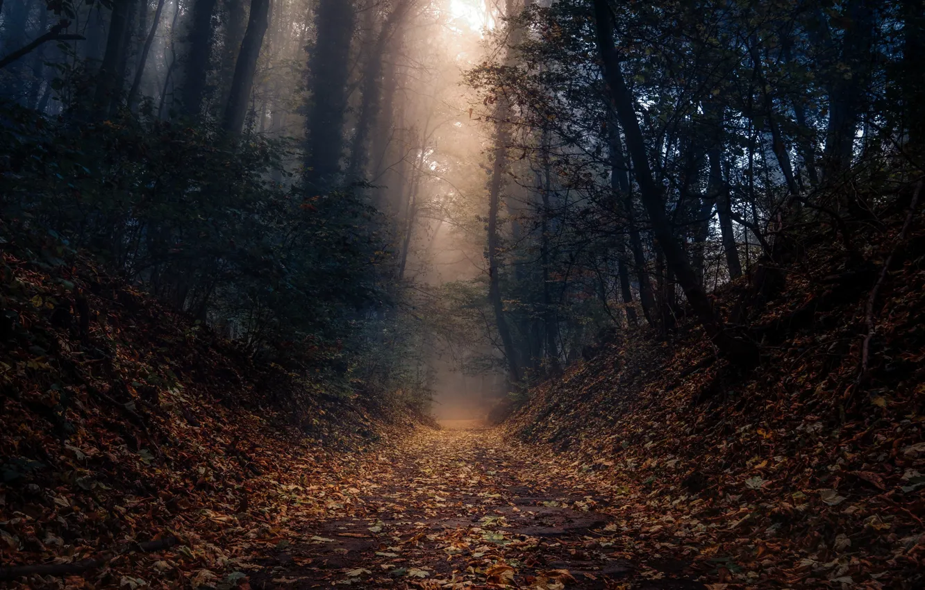 Photo wallpaper road, forest, fog