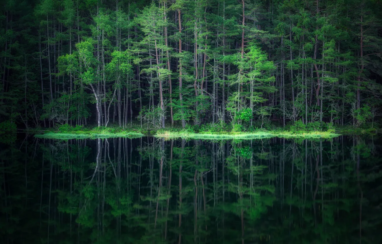 Photo wallpaper forest, water, reflection, forest, water, reflection, Takeshi Mitamura