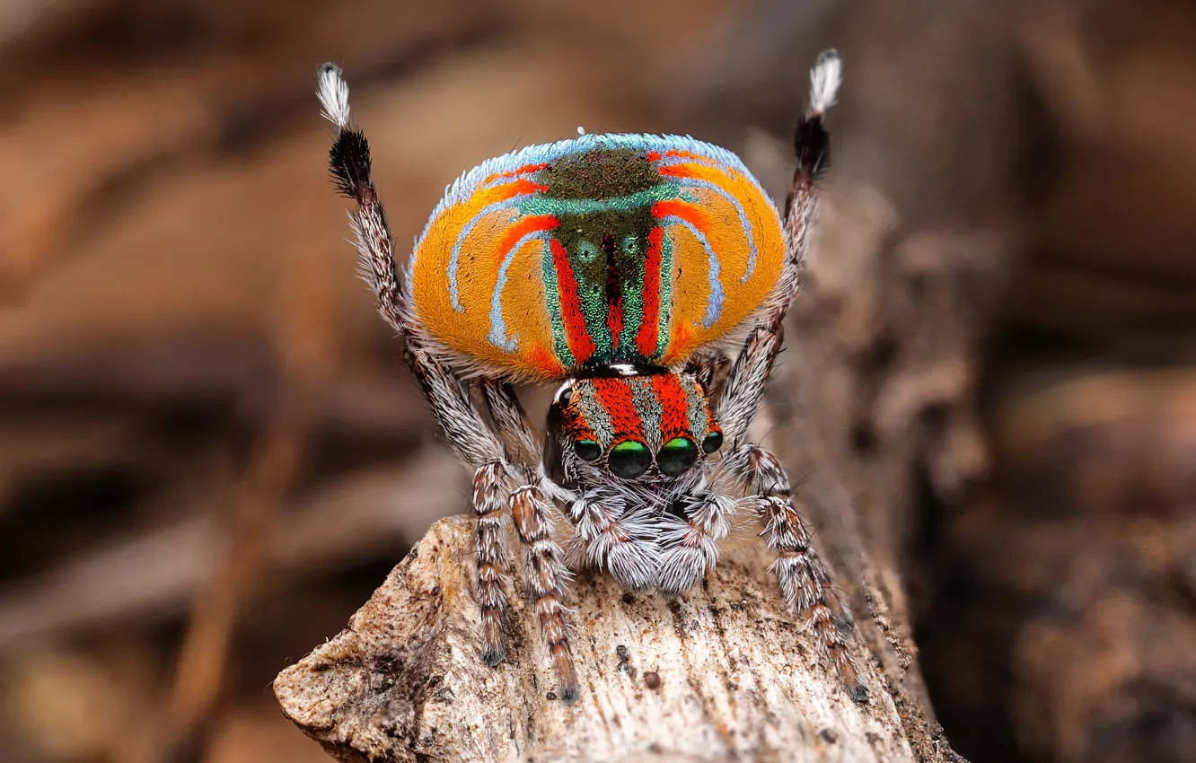 Photo wallpaper look, macro, pose, spider, bark, bokeh, jumper, spider