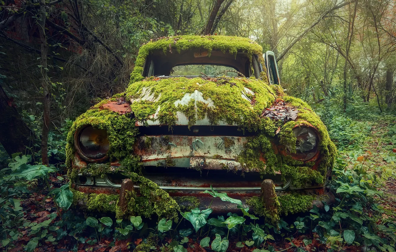 Photo wallpaper machine, moss, scrap