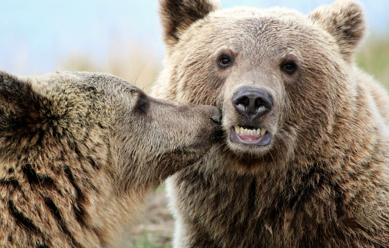 Photo wallpaper Kiss, Bears, Animals