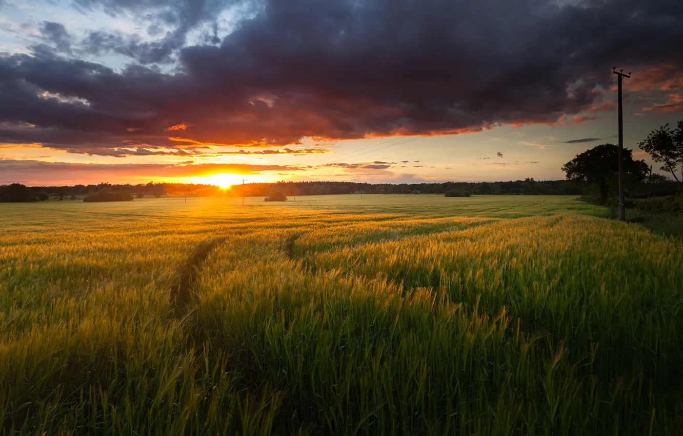 Photo wallpaper field, the sun, clouds