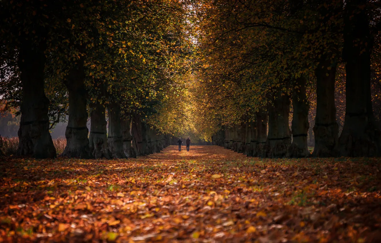 Photo wallpaper road, autumn, forest, leaves, nature, trail