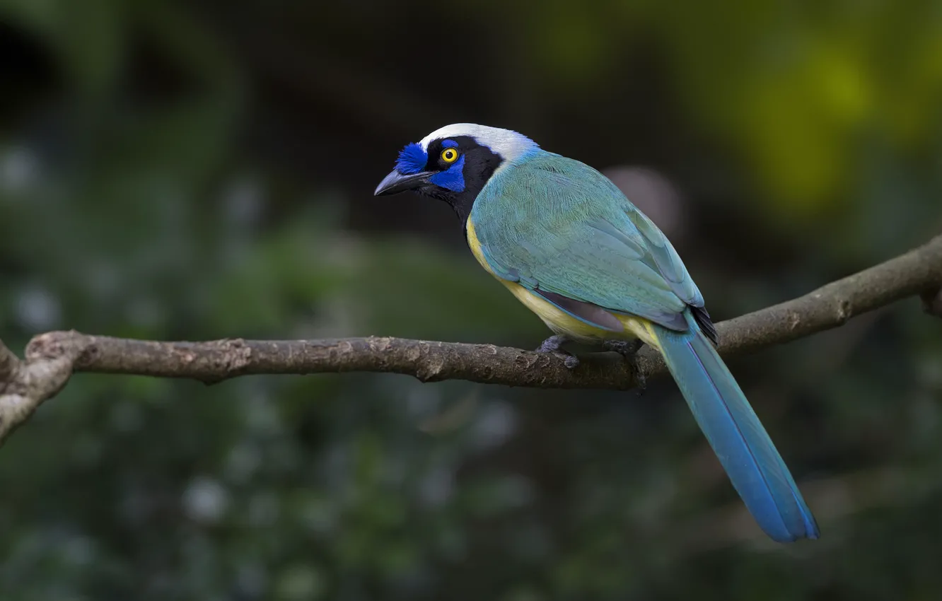 Photo wallpaper eyes, branches, bird, color, Jay, wildlife