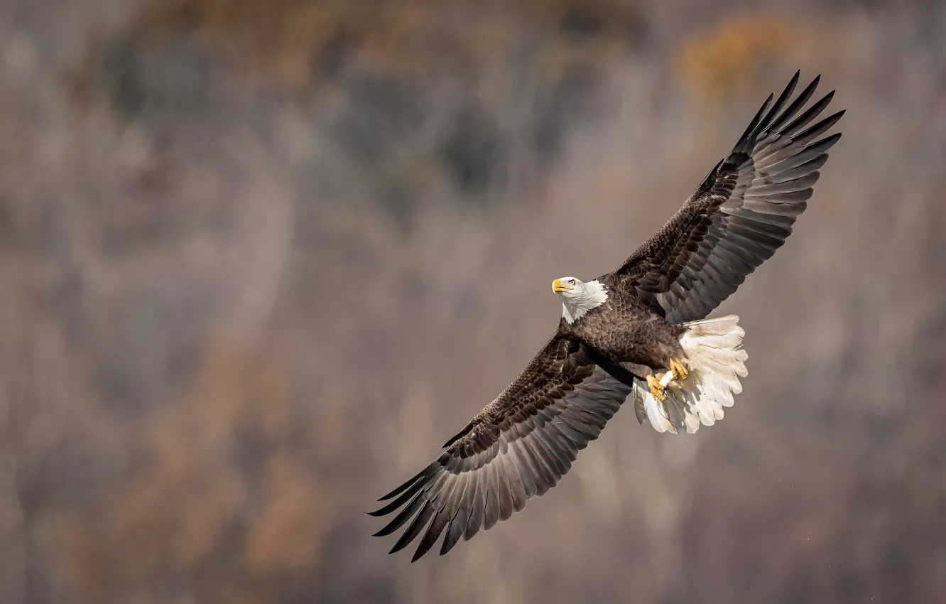 Photo wallpaper flight, bird, eagle, bald eagle, wingspan