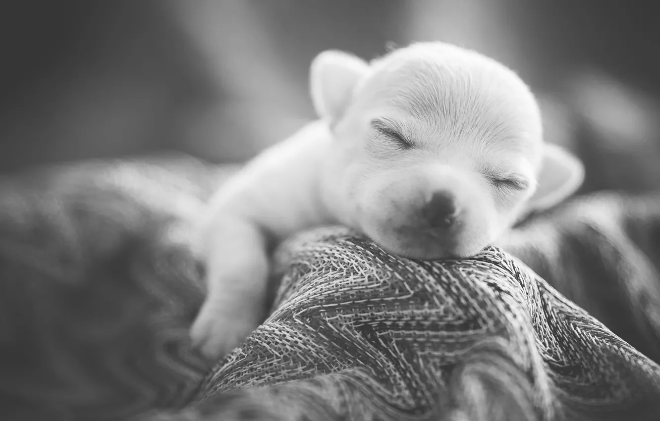 Photo wallpaper sleep, puppy, dog, Sweet Dreams