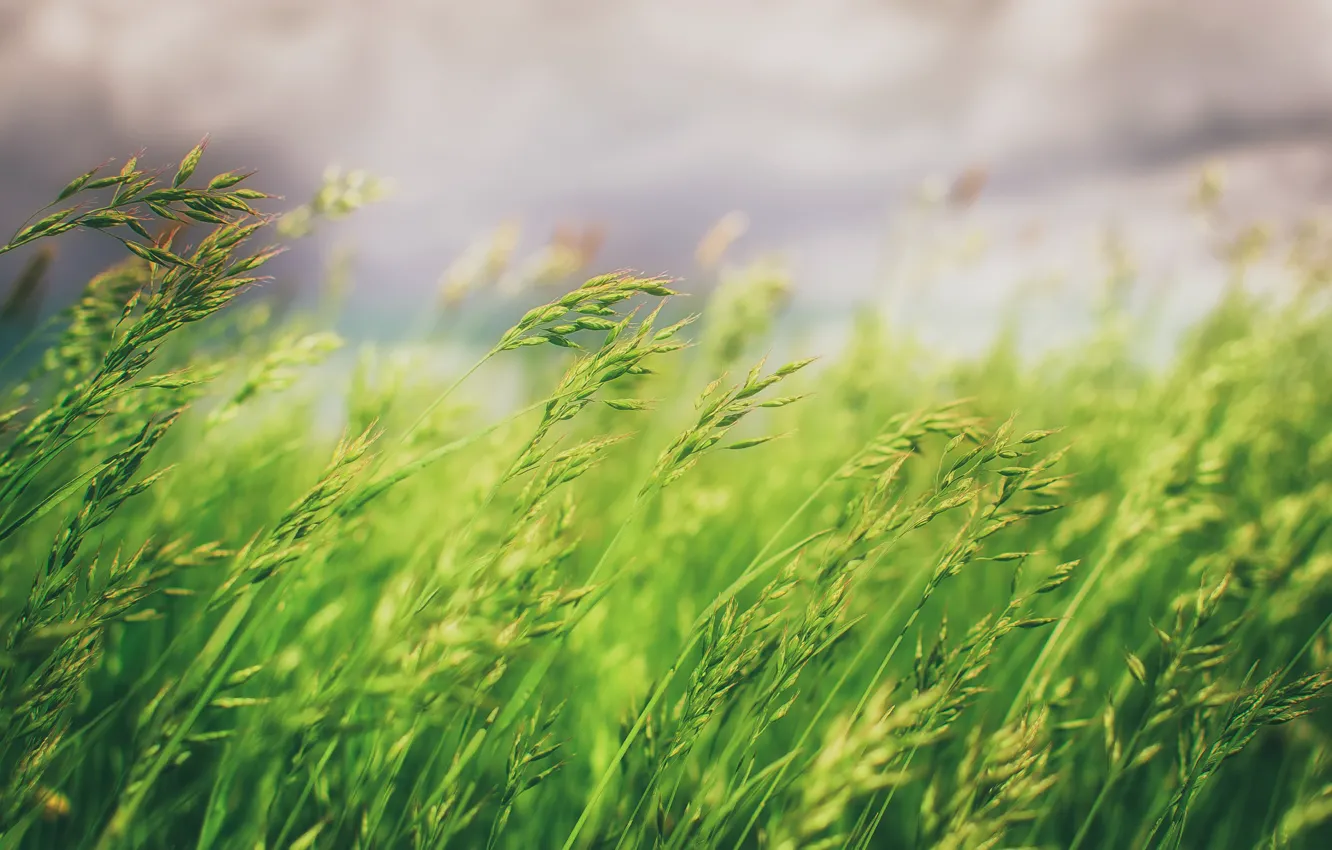 Photo wallpaper grass, nature, background