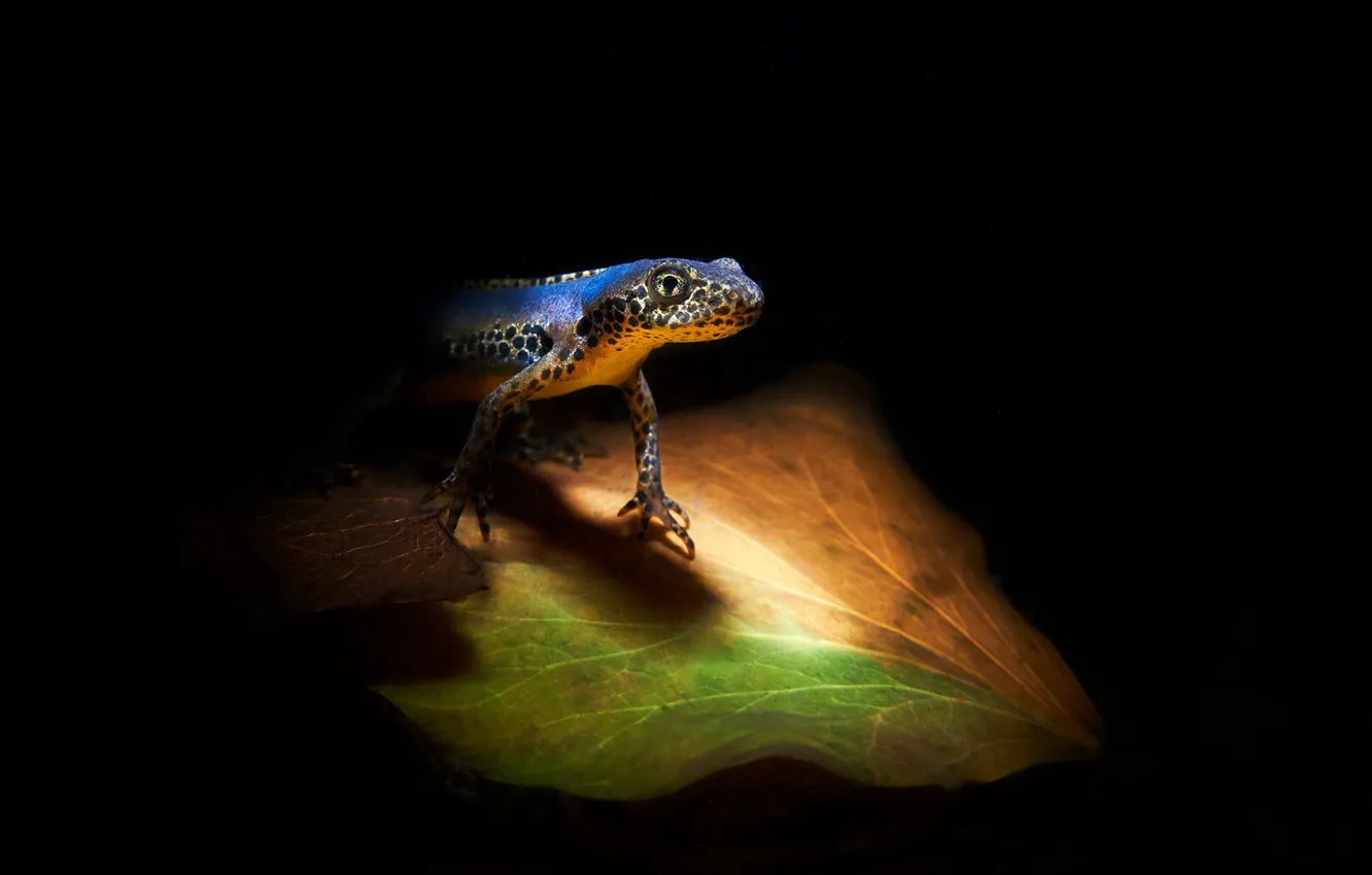 Photo wallpaper nature, background, Triton