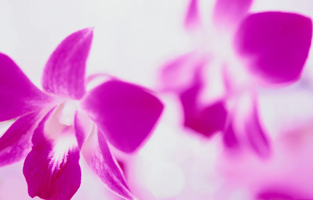 Photo wallpaper flower, nature, petals, Orchid