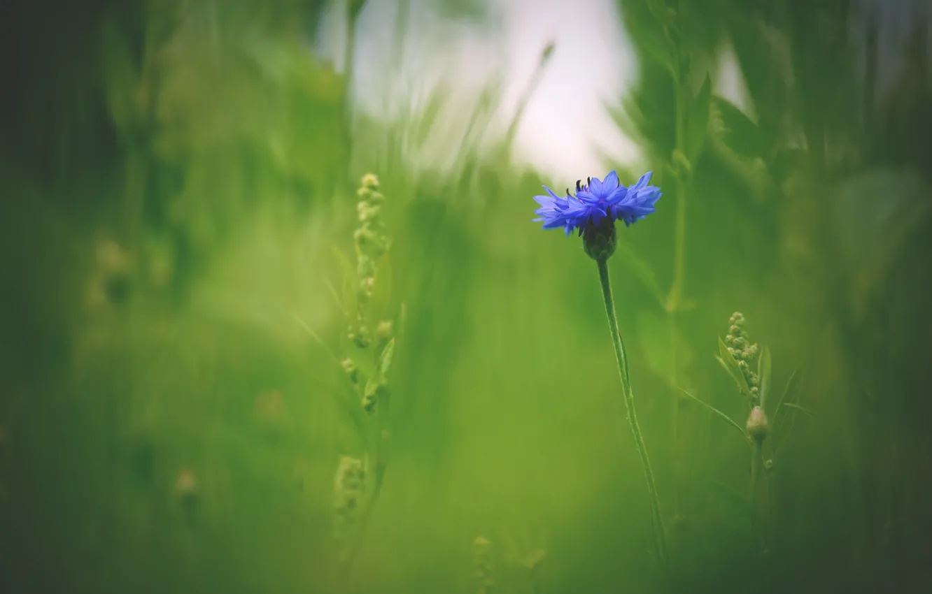 Photo wallpaper greens, summer, grass, flowers, blue, glade, blur, bokeh