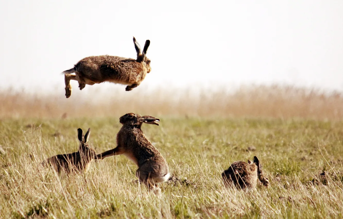 Photo wallpaper field, nature, hare