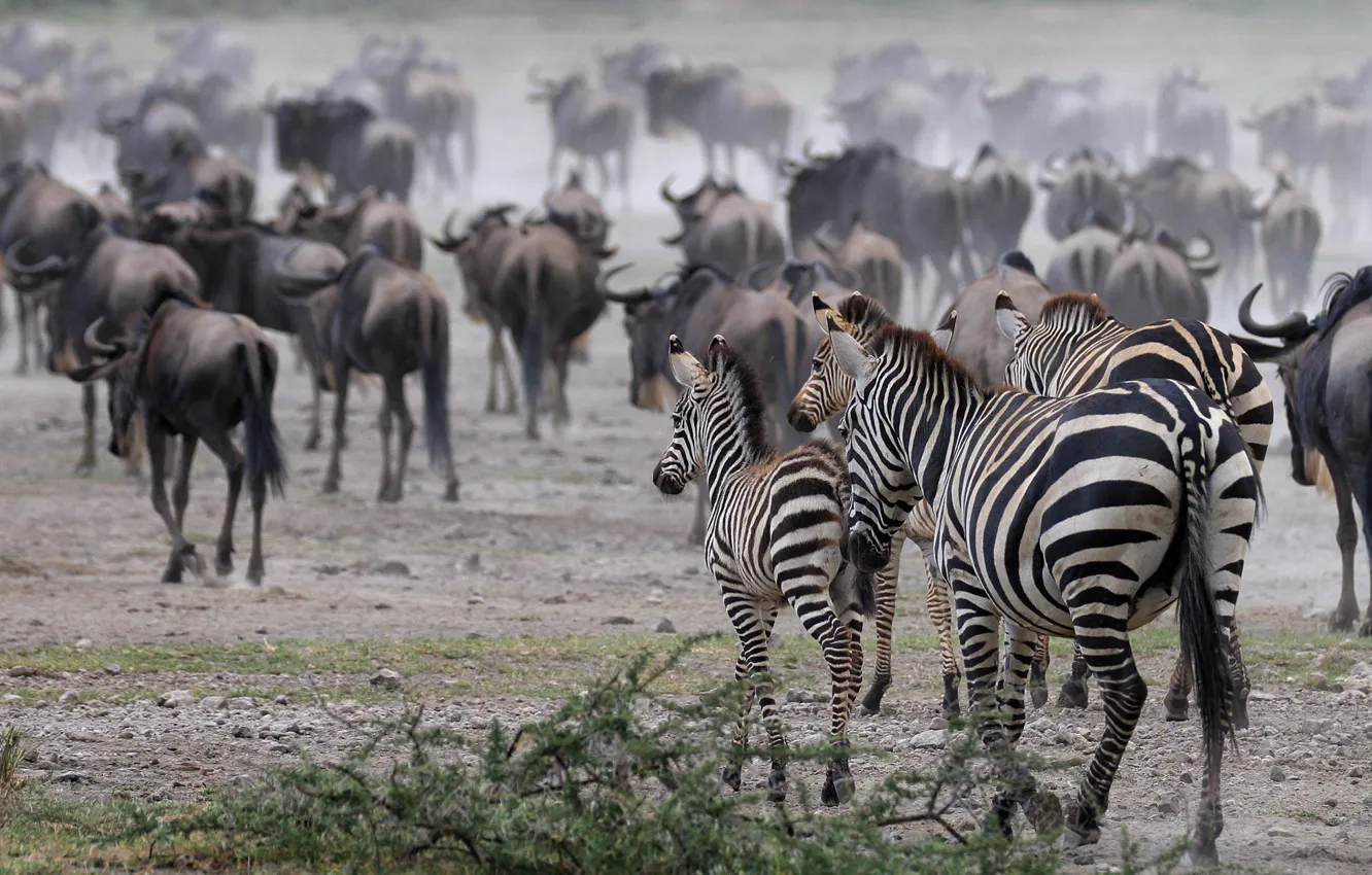 Photo wallpaper Zebra, Africa, a lot, the herd, antelope, artiodactyls, Wildebeest
