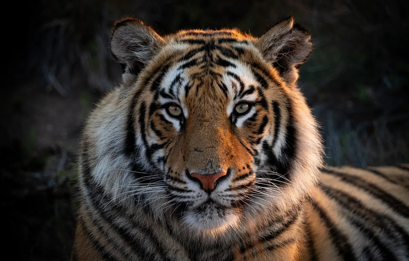 Photo wallpaper look, face, tiger, portrait, wild cat, Alexei Suloev