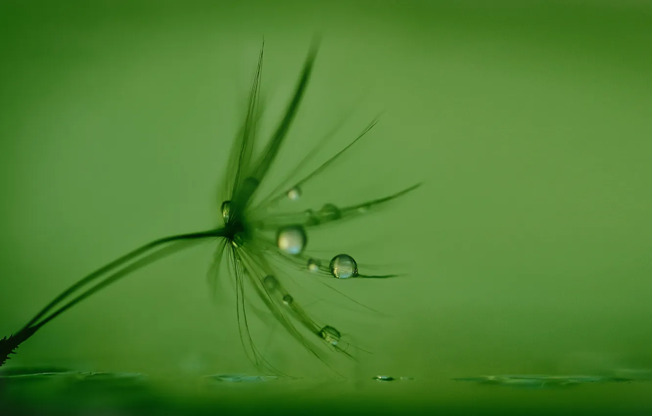 Photo wallpaper water, drops, Rosa, blade of grass