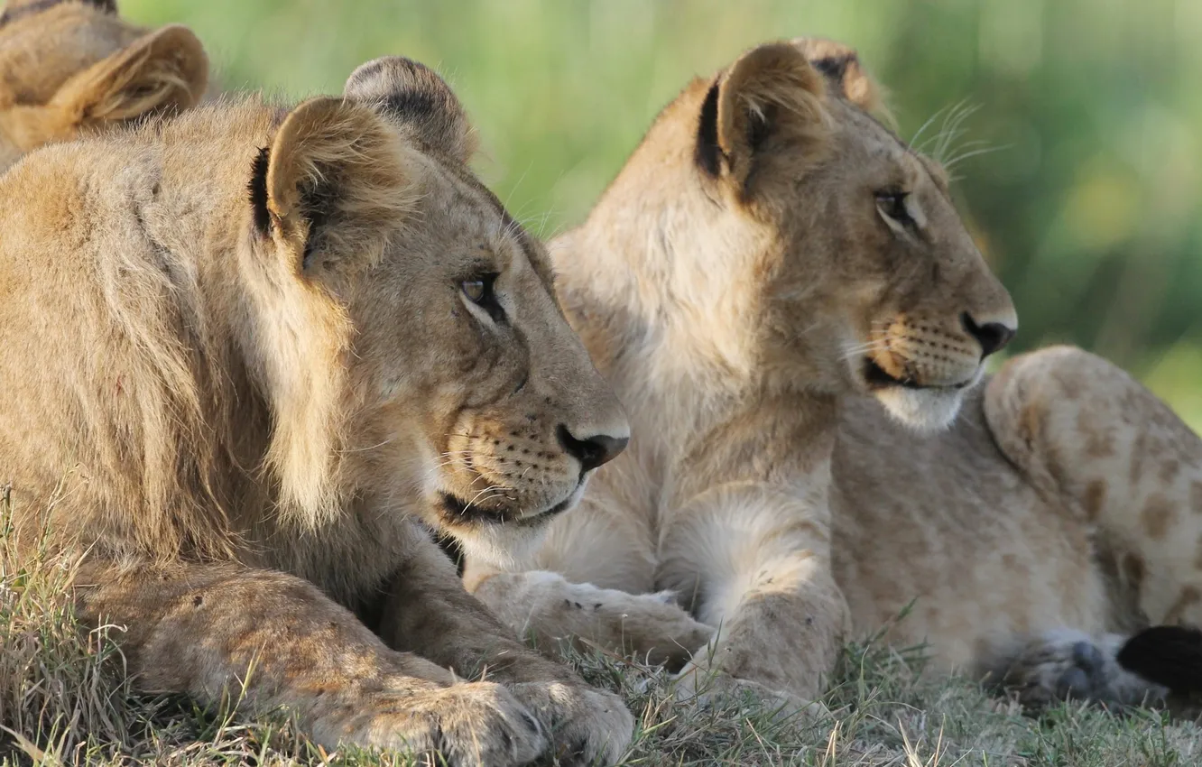 Photo wallpaper cat, grass, face, Leo, profile, lion