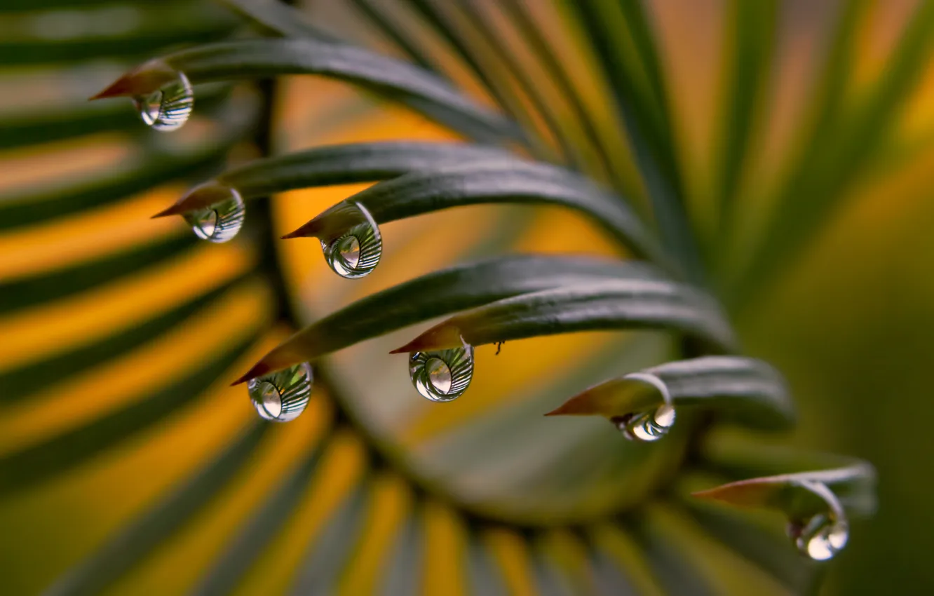 Photo wallpaper eyes, drops, macro, branches, eyelashes, foliage