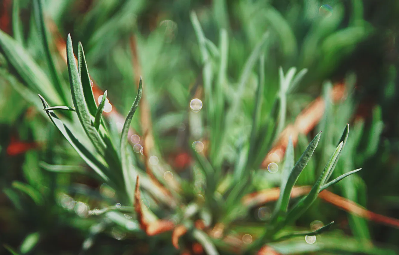 Photo wallpaper leaves, macro, green, plant