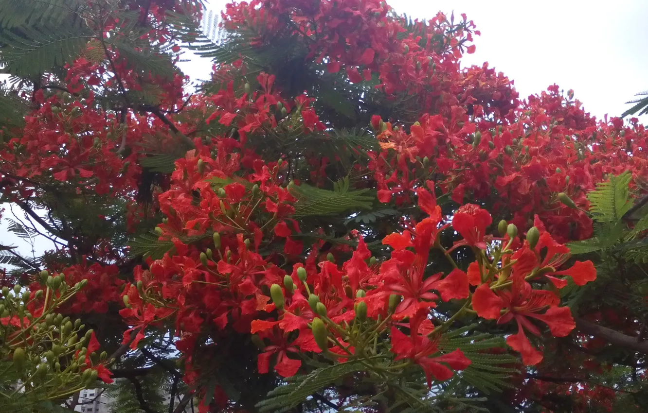 Photo wallpaper Delonix, delonix regia, regia, Hyderabad, Red flowers