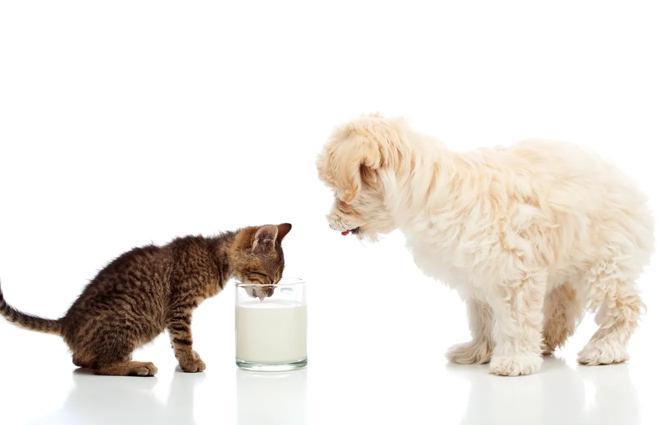 Photo wallpaper dog, milk, kitty, dogs, cats, Maltese, milk