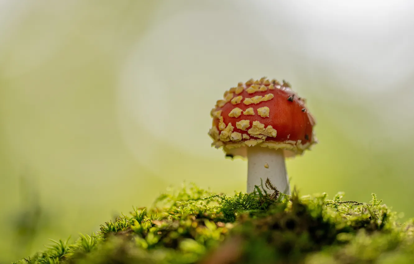Photo wallpaper autumn, background, mushroom, moss, mushroom, bokeh, fungus, red hat