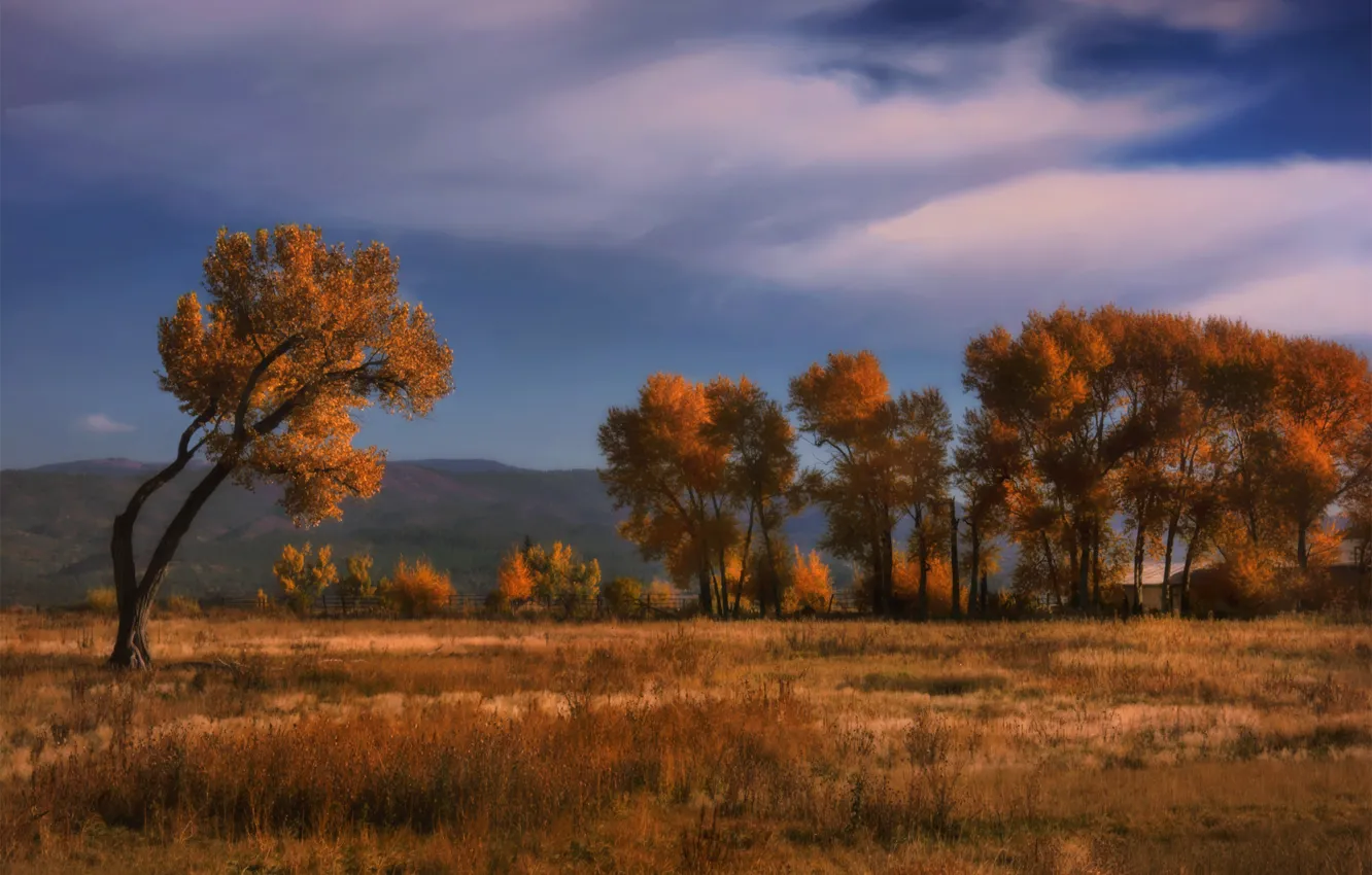 Photo wallpaper field, autumn, clouds, trees, mountains, yellow, blue, hills