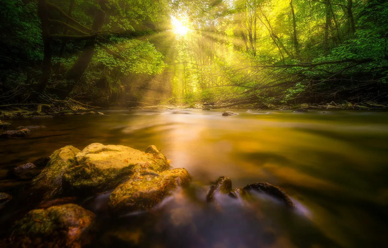 Photo wallpaper forest, water, the sun, trees, river