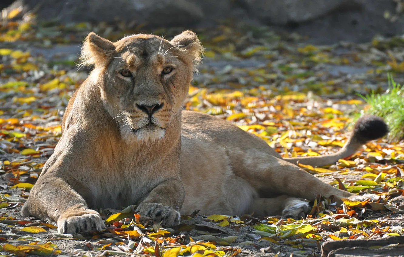 Photo wallpaper look, stay, foliage, predator, Leo, lioness