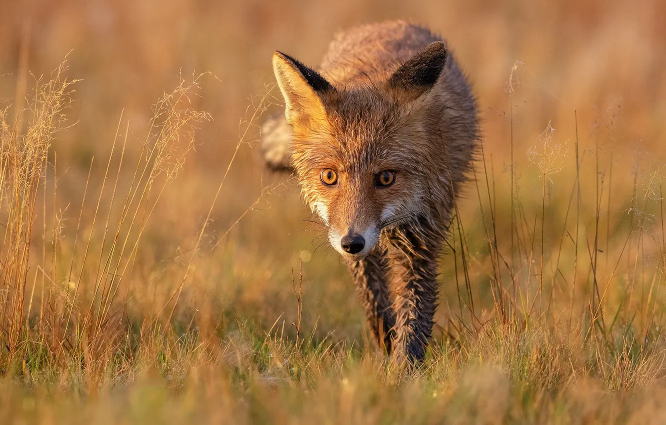 Photo wallpaper field, grass, eyes, look, face, light, pose, glade