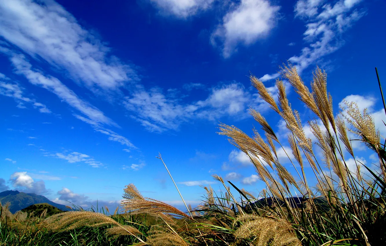 Photo wallpaper the sky, grass, clouds, macro, plant