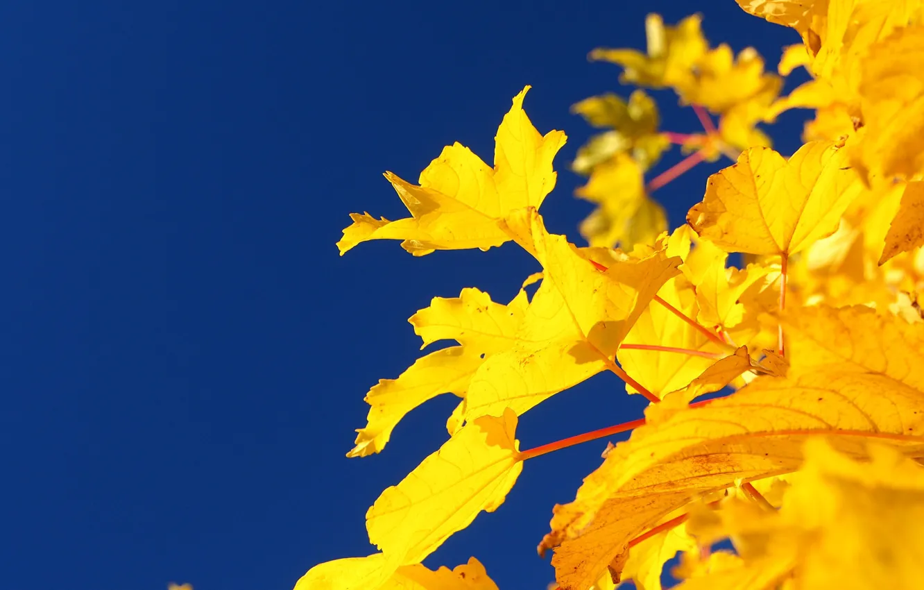 Photo wallpaper autumn, the sky, leaves, macro, background, maple