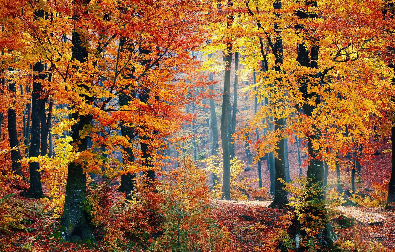 Photo wallpaper autumn, forest, trees, landscape, nature, plant, trail, forest
