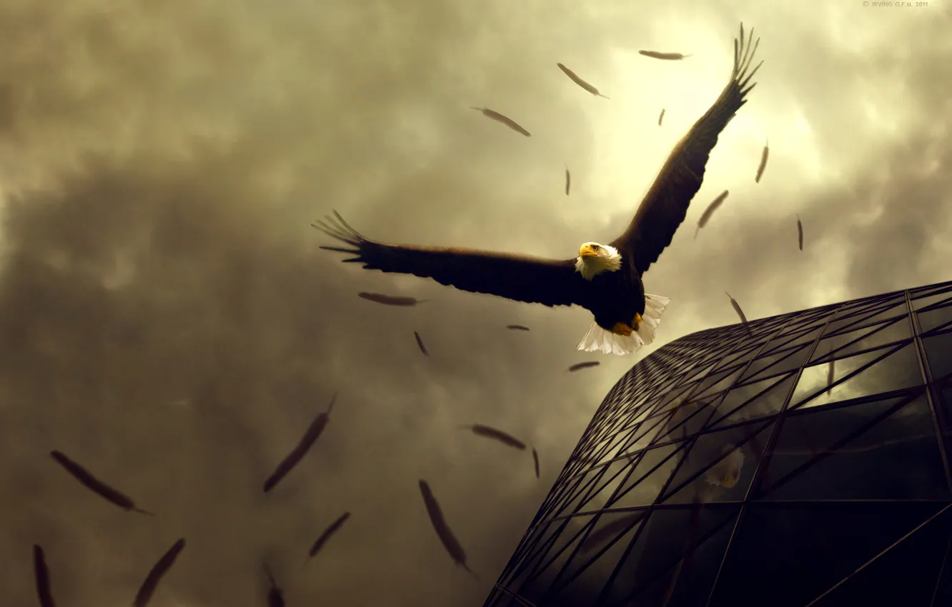 Photo wallpaper nature, eagle, bald eagle, flap