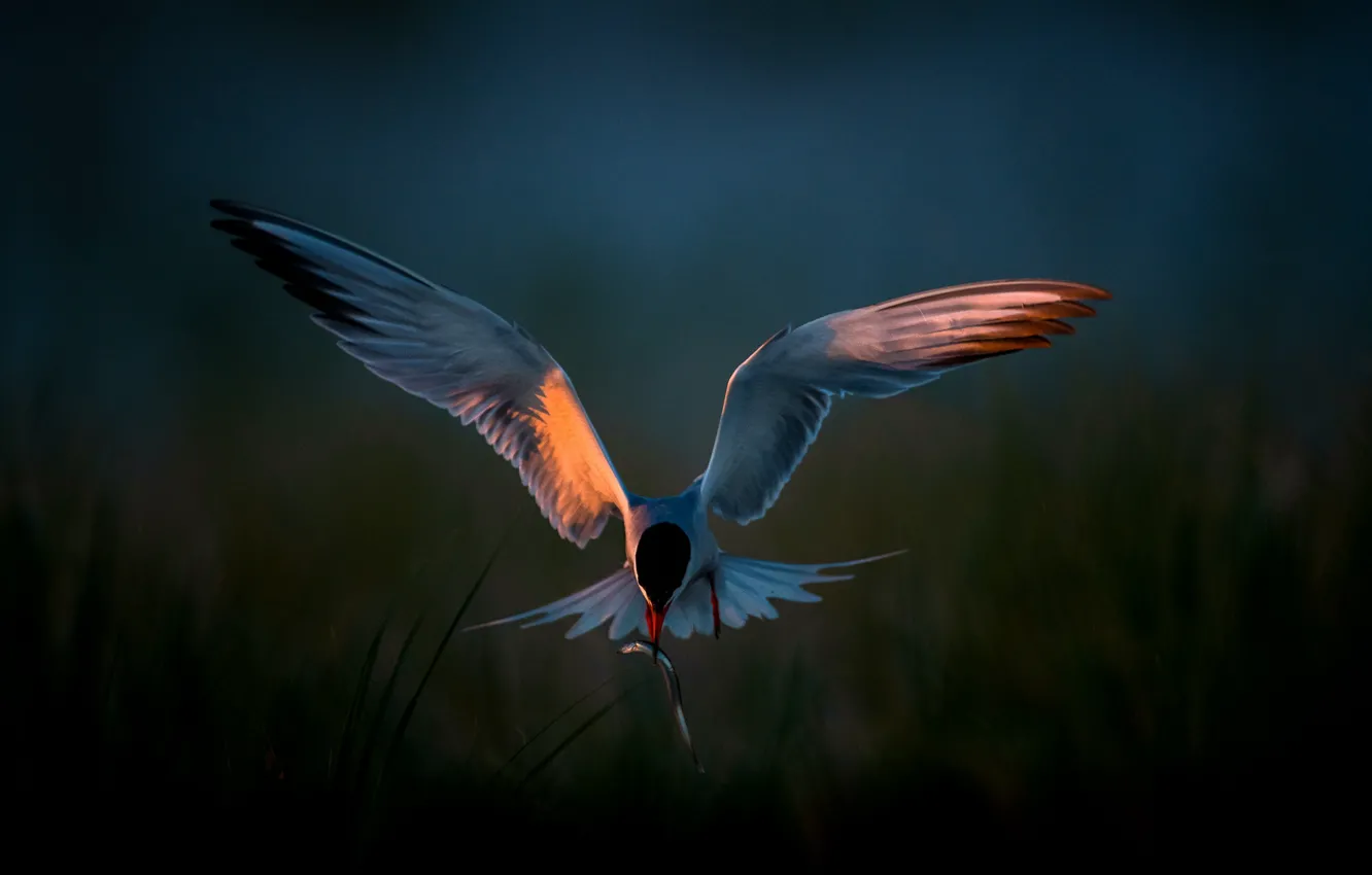 Photo wallpaper nature, bird, wings, the evening, feathers, bokeh, catch, Tern