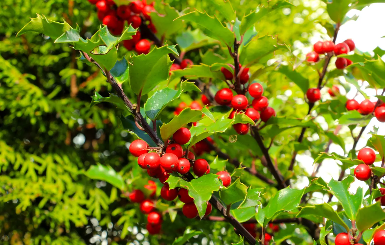 Photo wallpaper red, leafs, fruit