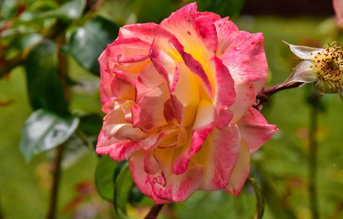 Photo wallpaper macro, flowers, roses, pink, bokeh