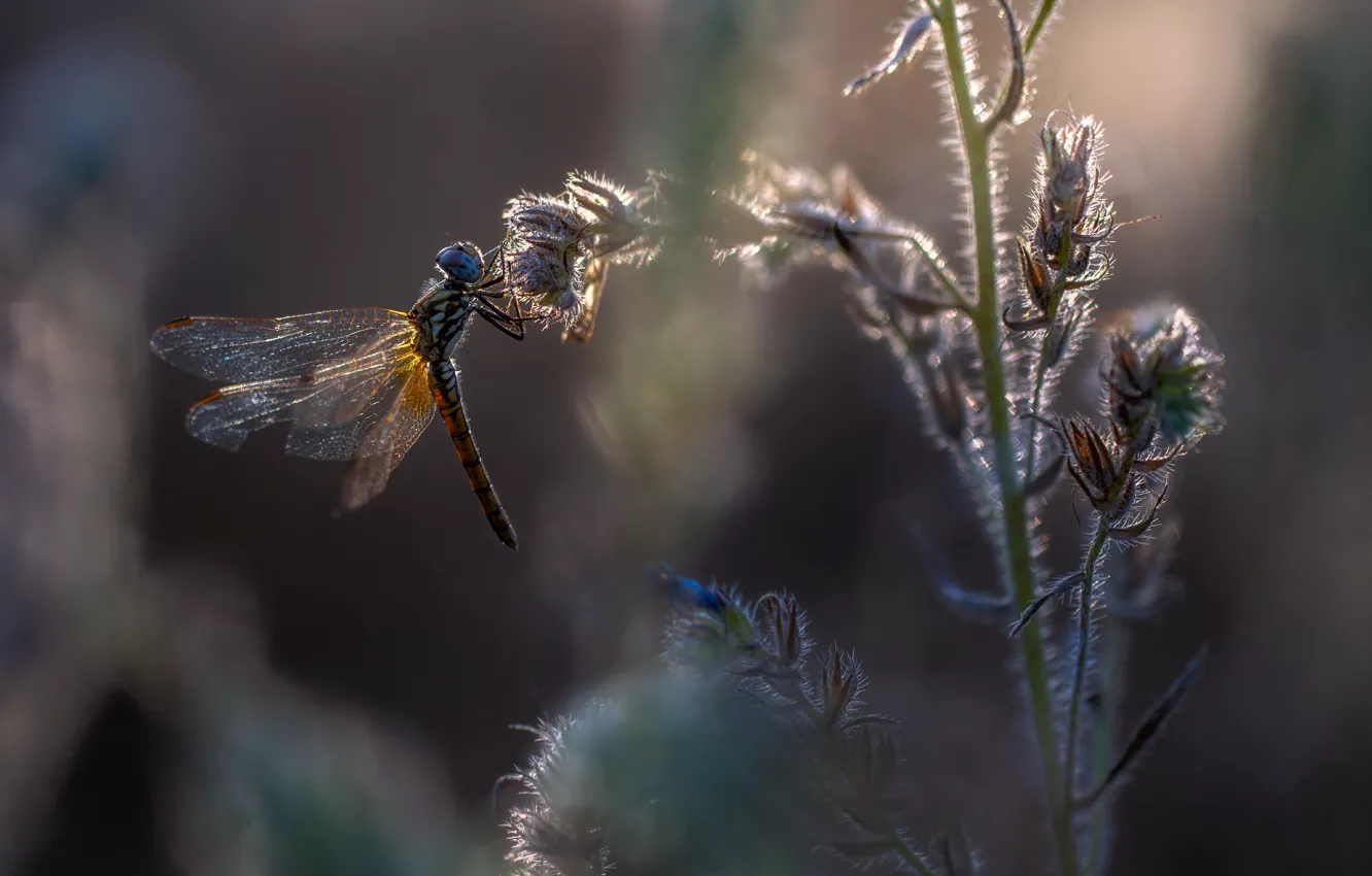 Photo wallpaper nature, dragonfly, insect
