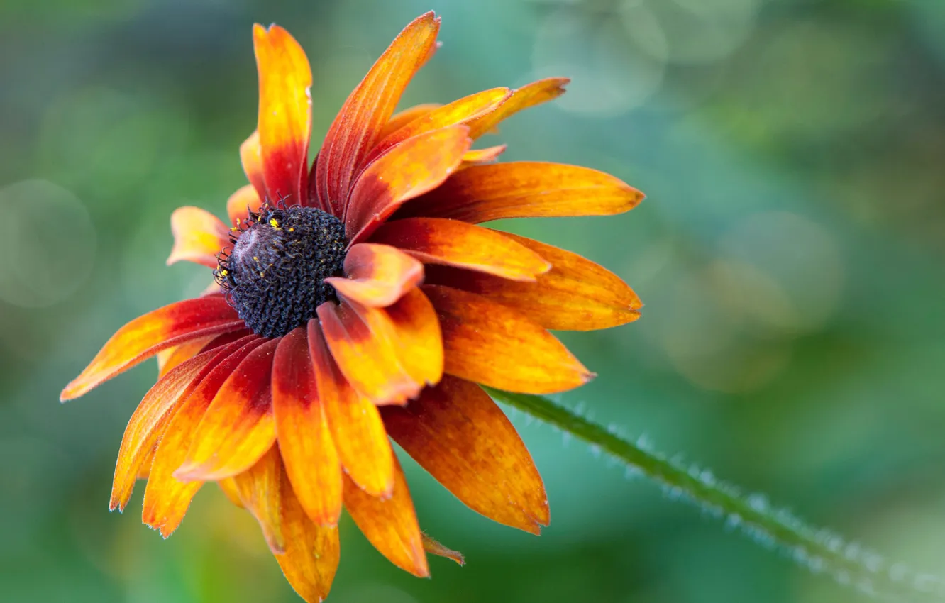 Photo wallpaper flowers, nature, petals, stem, rudbeckia