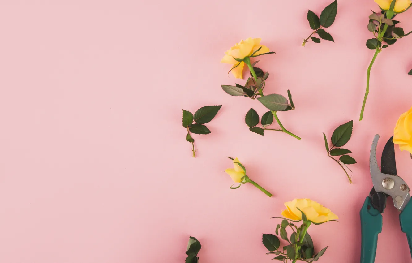 Photo wallpaper roses, Flowers, yellow, garden shears