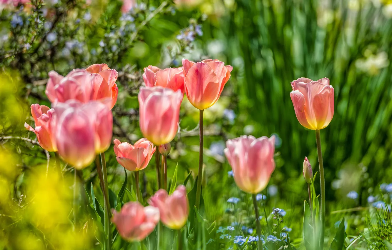 Photo wallpaper greens, light, flowers, spring, garden, tulips, pink, flowerbed