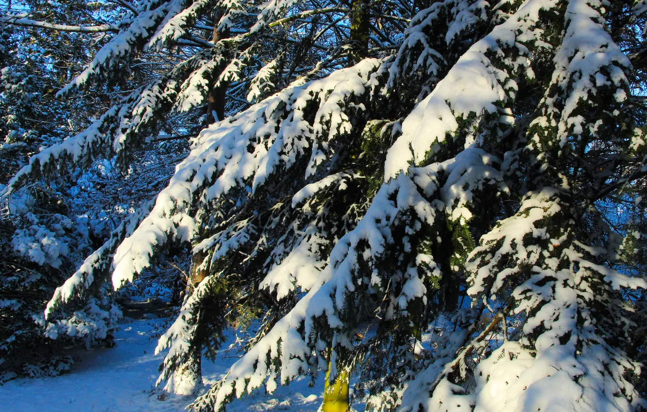 Photo wallpaper winter, snow, spruce, twig