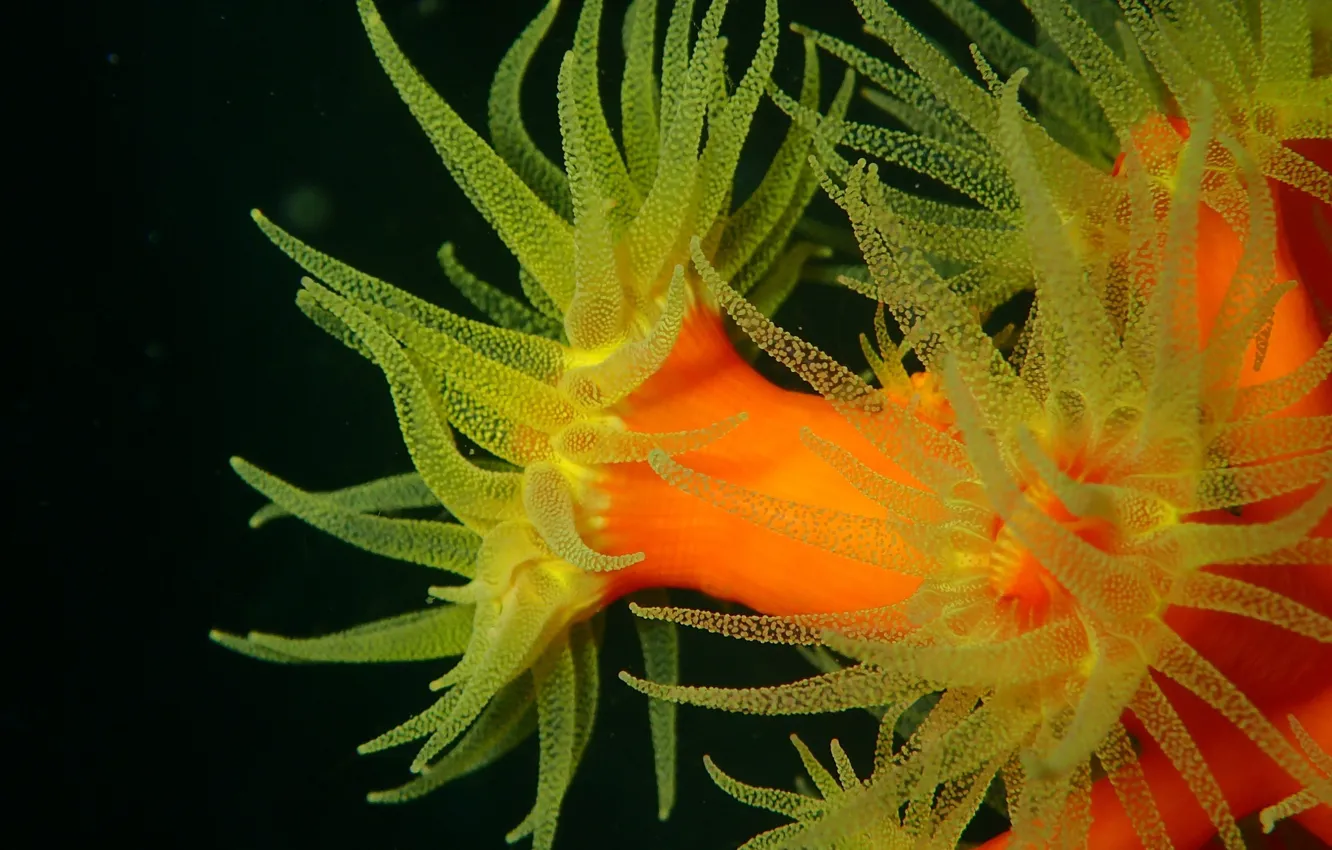 Photo wallpaper yellow, supelco, sea anemones, marine predator