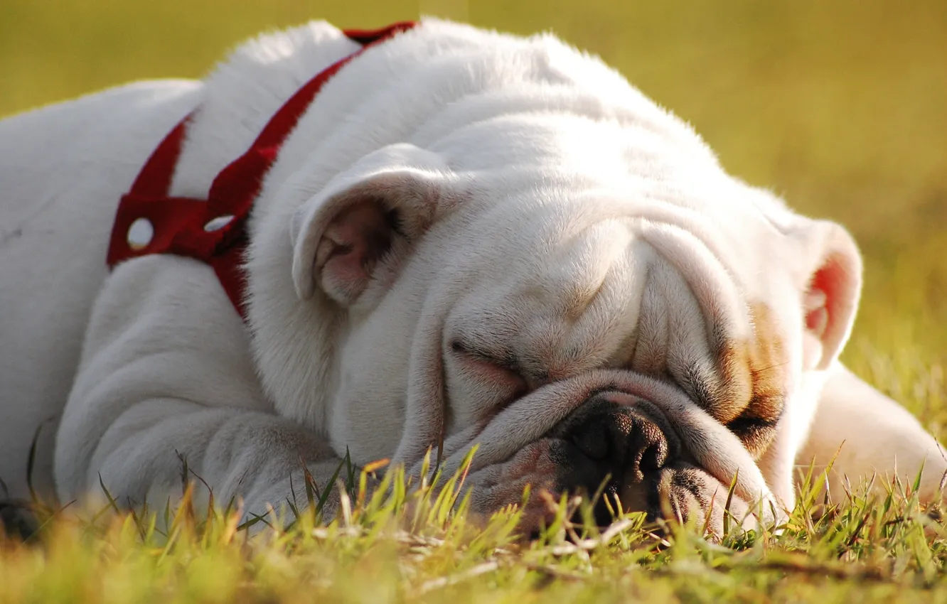 Photo wallpaper stay, sleep, dog, English bulldog