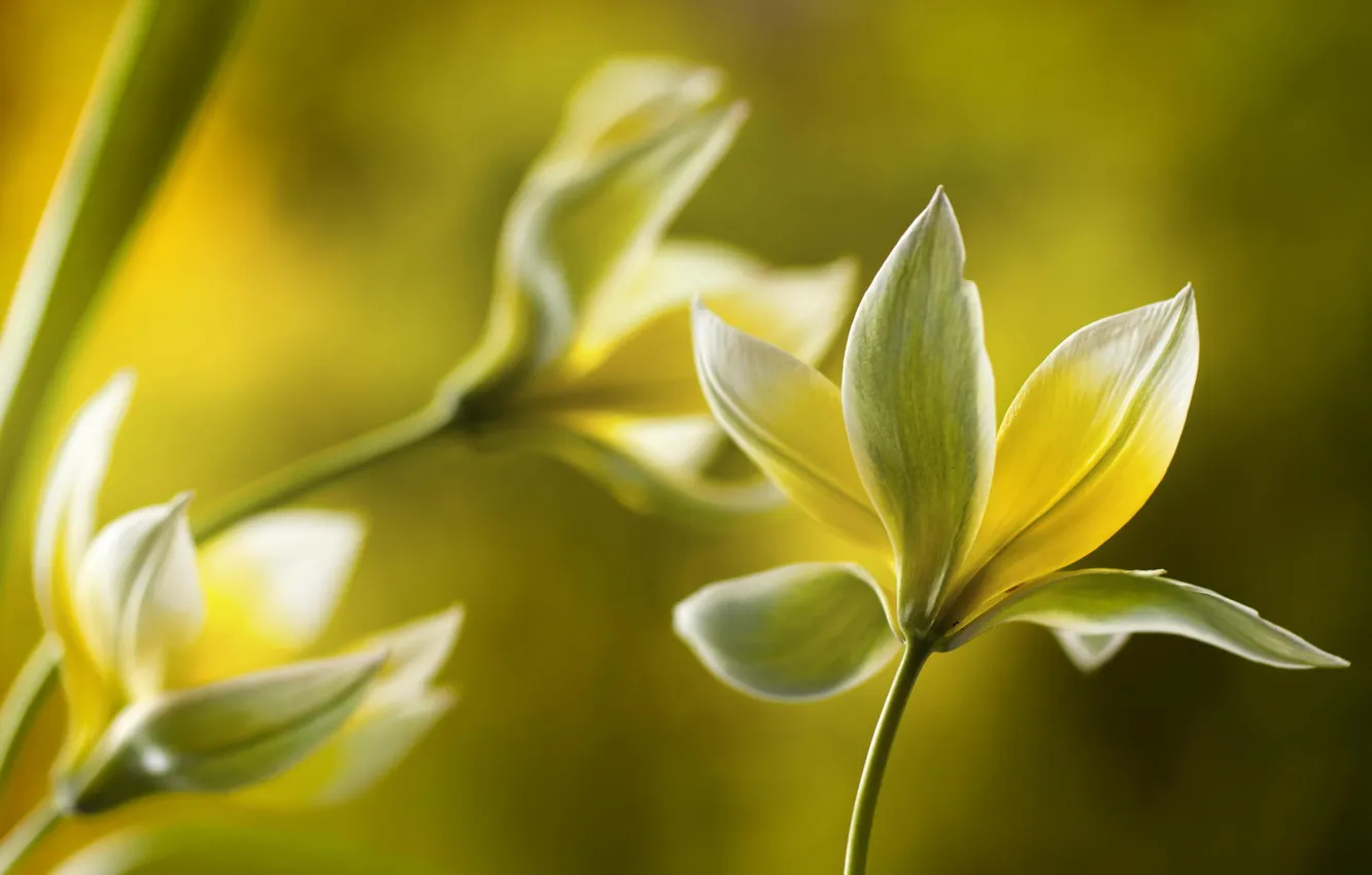 Photo wallpaper macro, flowers, yellow, nature