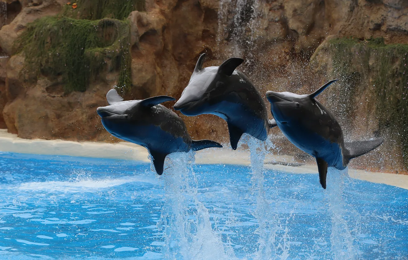 Photo wallpaper water, squirt, jump, dolphins