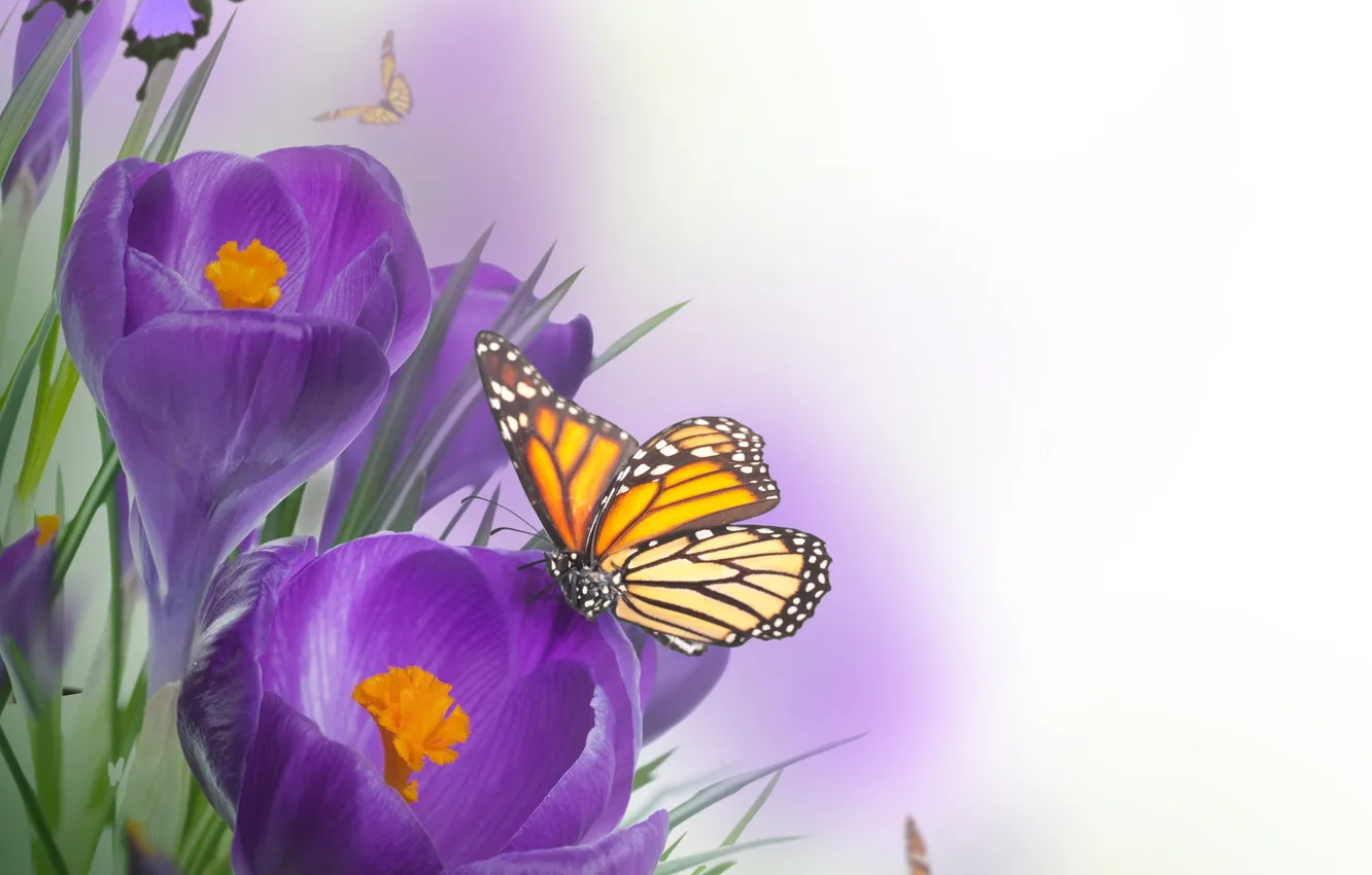 Photo wallpaper flowers, butterfly, crocuses, flowers, butterflies, Crocus
