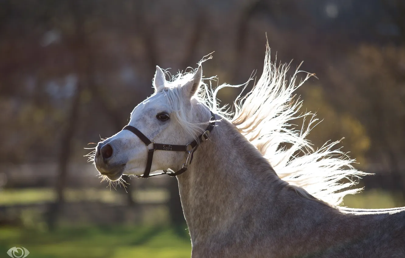 Photo wallpaper face, grey, movement, horse, horse, running, mane, (с) Oliver Seitz