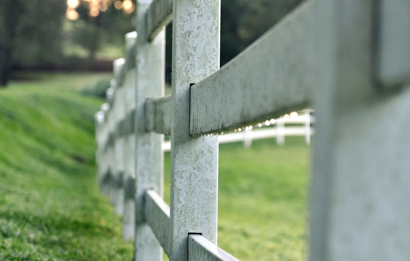 Photo wallpaper greens, grass, macro, background, widescreen, Wallpaper, vegetation, the fence
