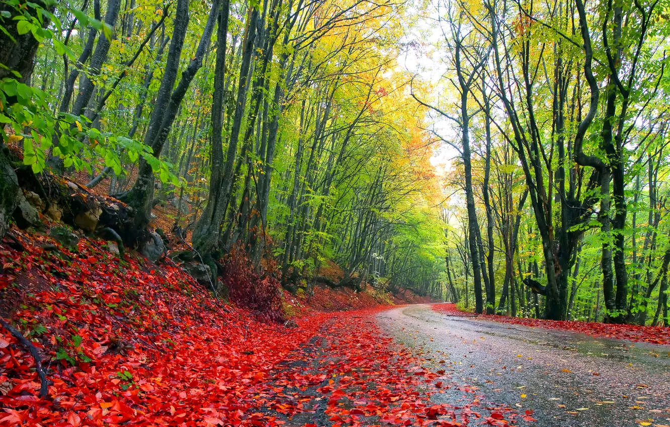 Photo wallpaper road, autumn, forest, leaves, trees