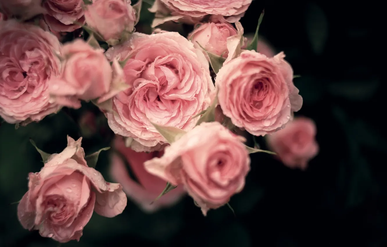 Photo wallpaper drops, roses, bouquet, petals